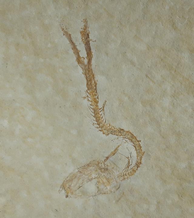 Leptolepides sprattiformis (BLAINVILLE 1818) - Bild © FossNet FossilienStore